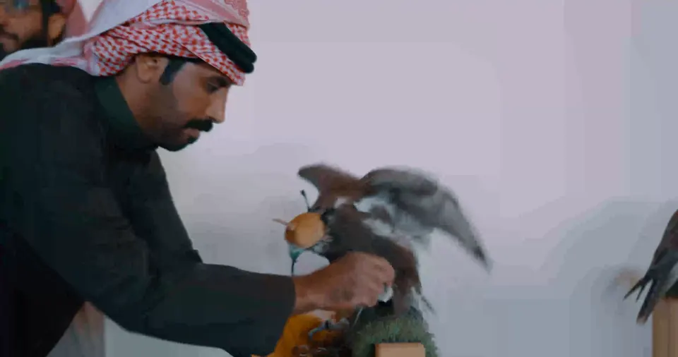 كأس العُلا للصقور، لقطة 1